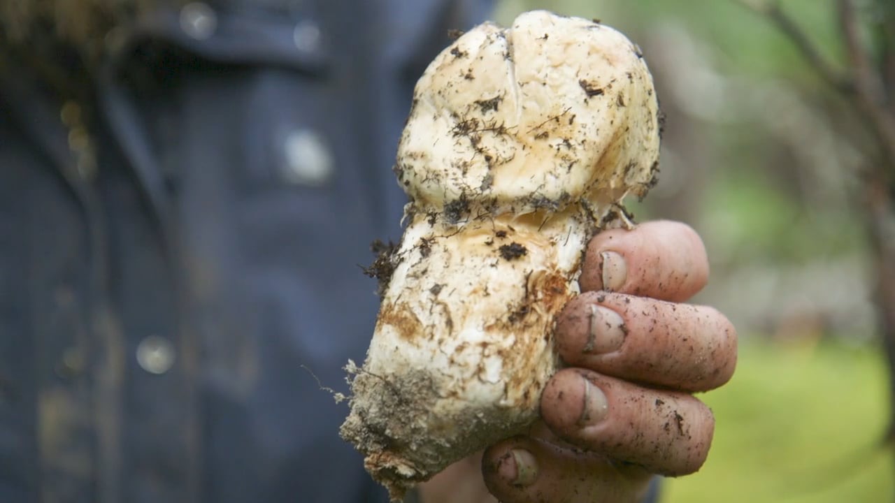 Matsutake Hunters